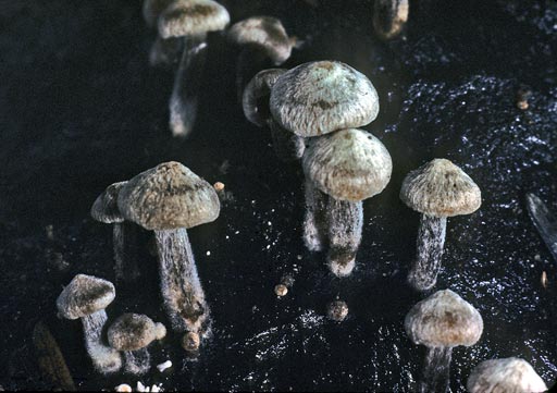 Asterophora parasitica